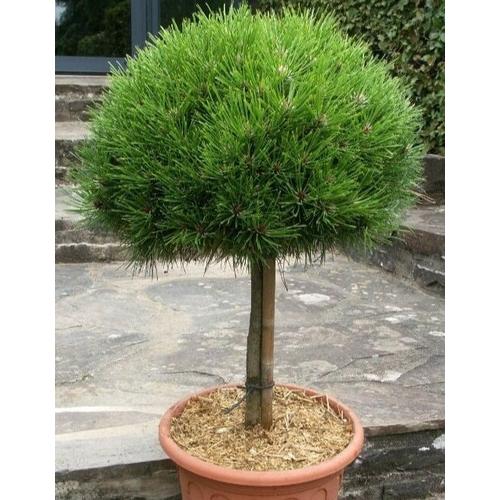 Pinus nigra 'Marie Bregeon'