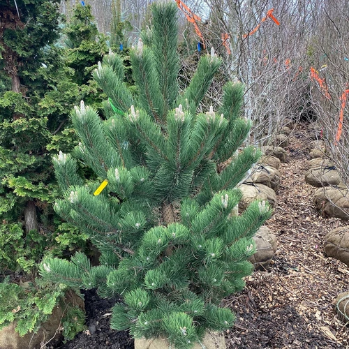 Pinus nigra 'Oregon Green'