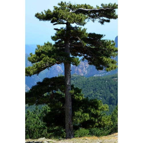 Pinus nigra ssp. laricio