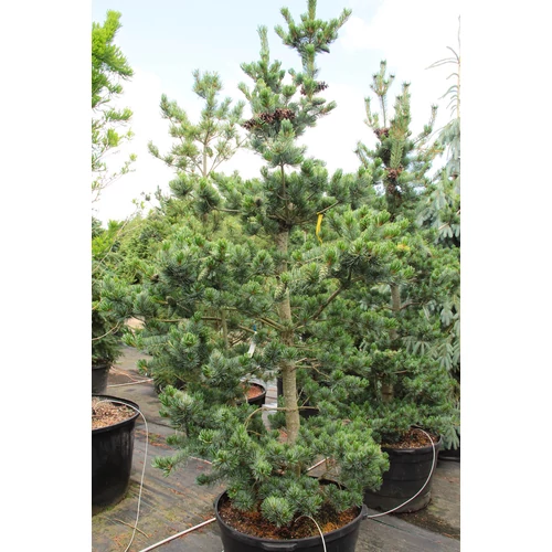 Pinus parviflora 'Glauca'