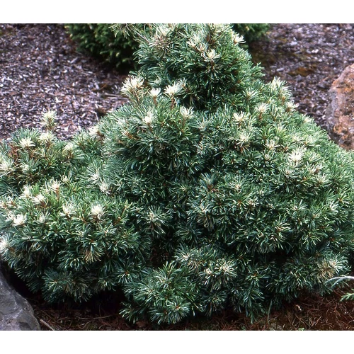 Fenyő japán fehér - Pinus parviflora 'Tani Mano Uki' 40/60cm FL