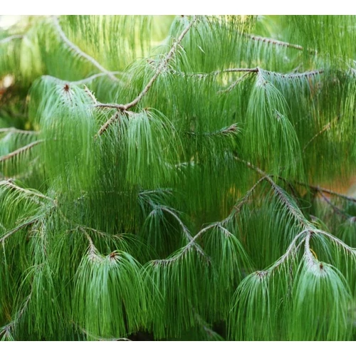 Pinus patula