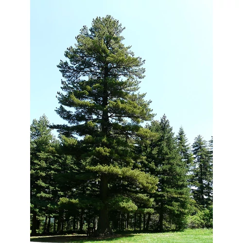 Pinus peuce