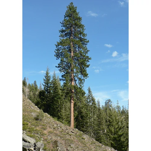 Pinus ponderosa