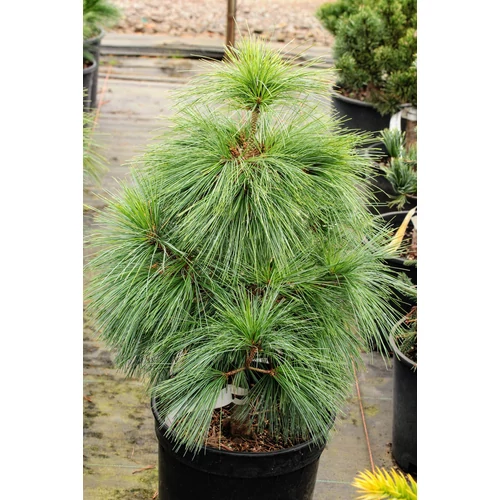 Pinus schwerinii 'Wiethorst'