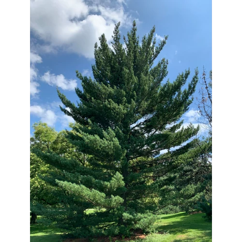 Pinus strobus