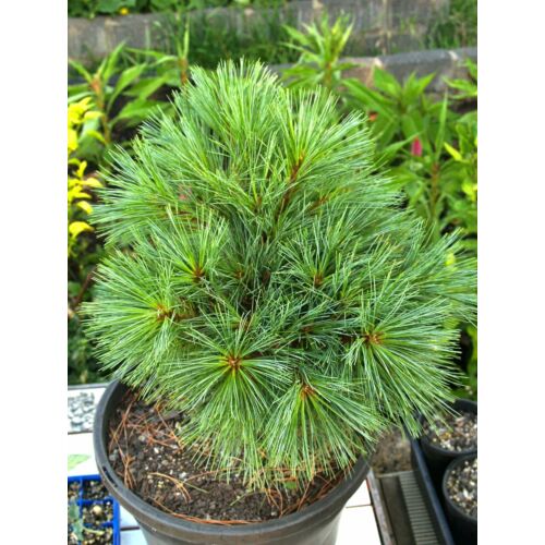Simafenyő törpe gömb - Pinus strobus 'Merrimack' 40/50cm FL