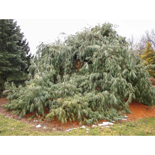 Pinus strobus 'Pendula'