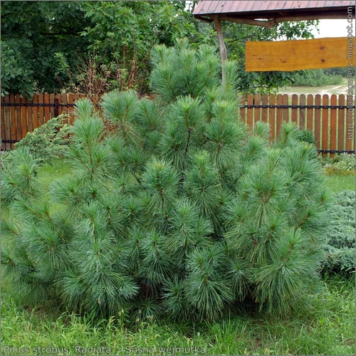 Pinus strobus 'Radiata'