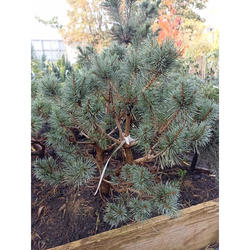 Erdeifenyő törpe - Pinus sylvestris 'Barabits Blue' 40/60cm FL