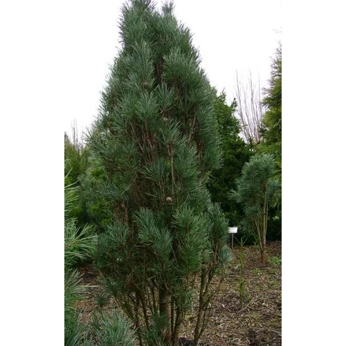 Pinus sylvestris 'Drath'