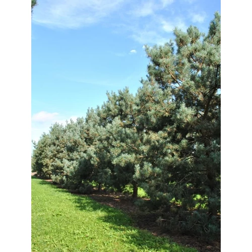 Pinus sylvestris 'Glauca'