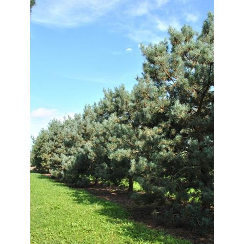 Pinus sylvestris 'Glauca'