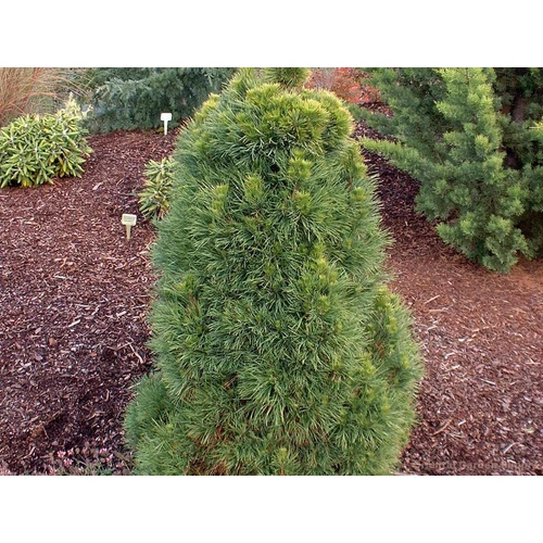 Pinus sylvestris 'Globosa Viridis'