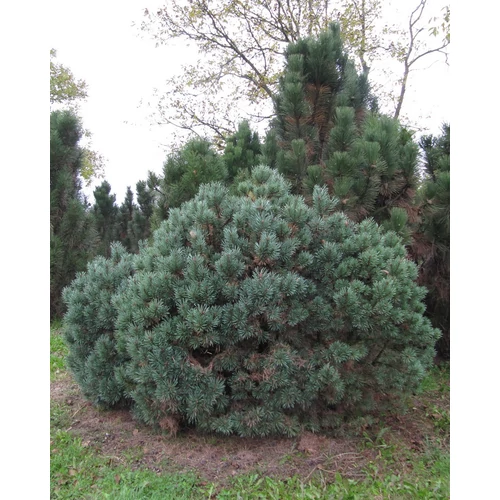 Pinus sylvestris 'Nana Argentea'