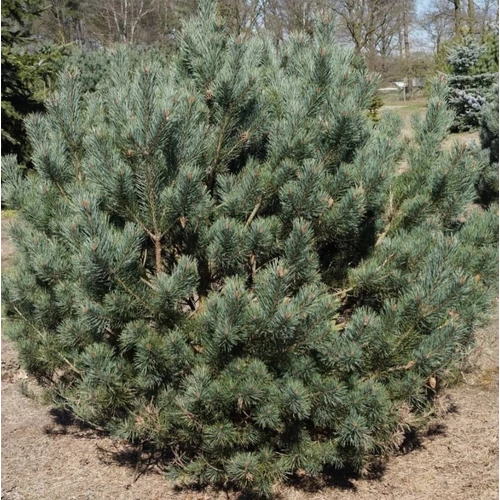 Erdeifenyő - Pinus sylvestris 'Watereri Glauca' 30/40cm FL