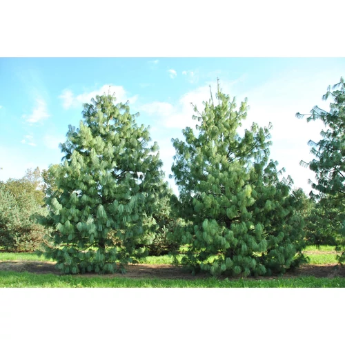 Pinus wallichiana