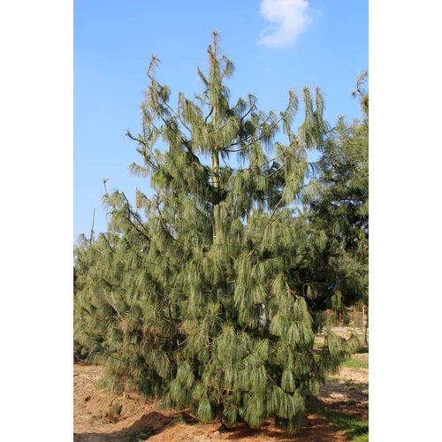 Pinus wallichiana 'Densa Hill'