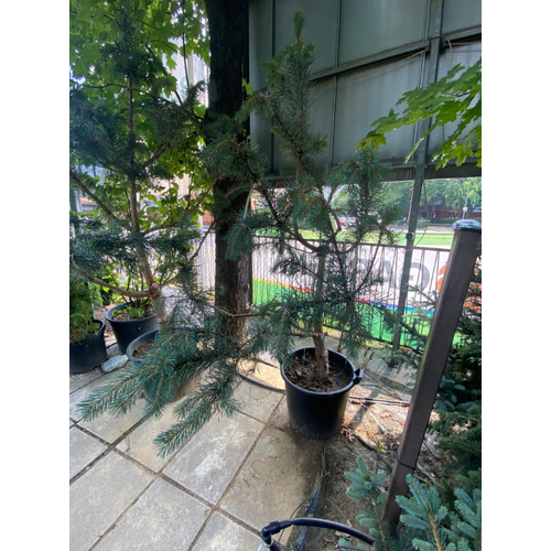 Pinus sylvestris 'Sé'