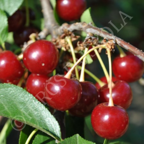 Prunus cerasus 'Érdi bőtermő'