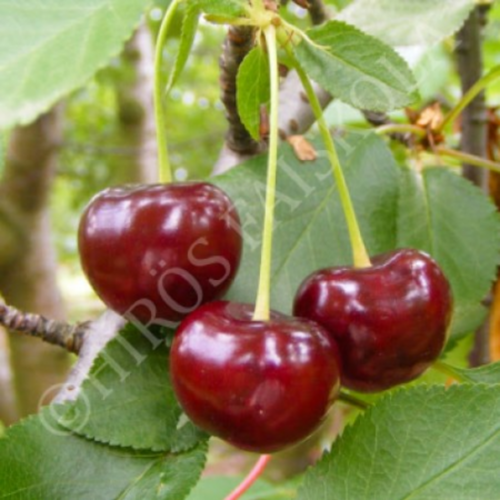 Prunus cerasus 'Érdi jubileum'