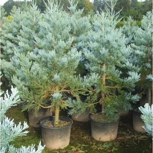 Mamutfenyő (Hegyi óriás) - Sequoiadendron giganteum 'Glaucum' 60/80cm K4l