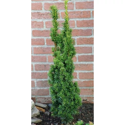 Taxus baccata 'Fastigiata'