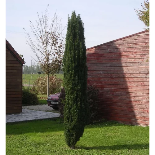 Taxus baccata 'Fastigiata Robusta'