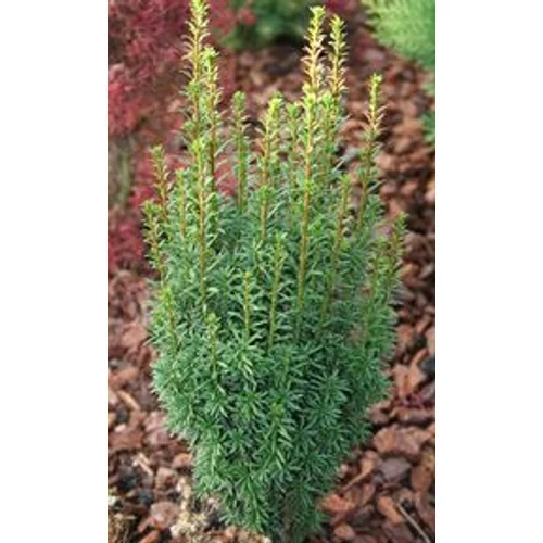 Taxus baccata 'Micro'