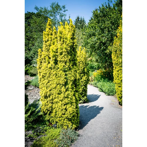 Taxus baccata 'Standishii'