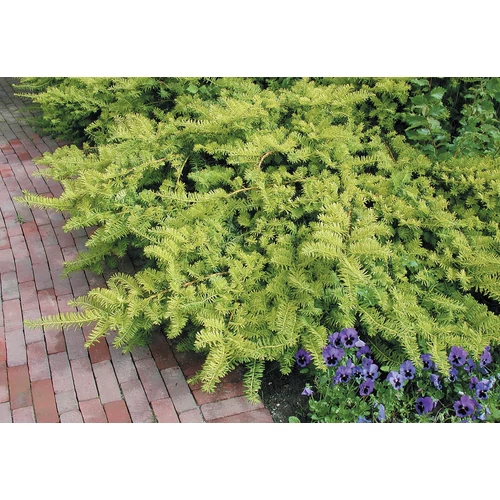 Taxus baccata 'Summergold'