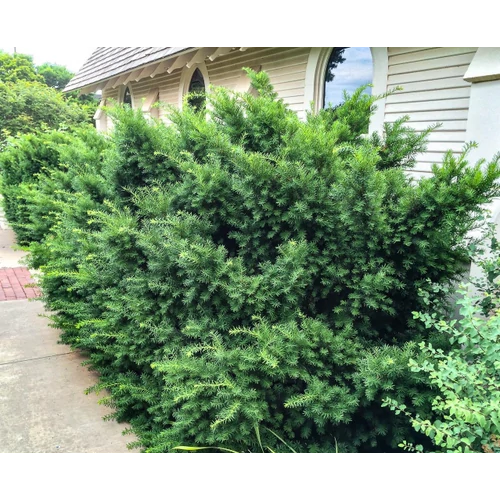 Taxus cuspidata