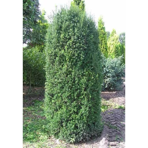 Taxus media 'Hillii'
