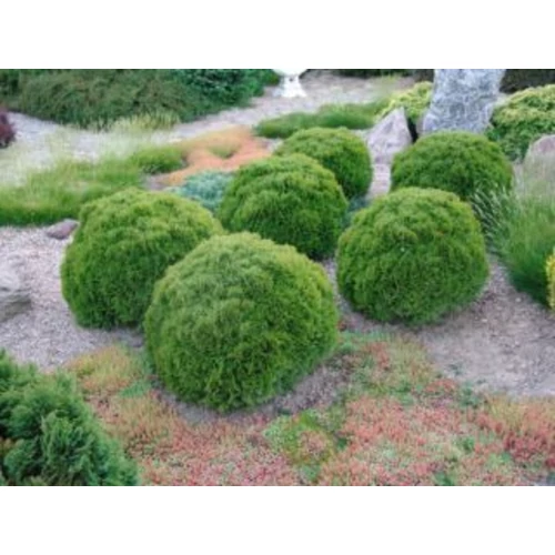 Thuja occidentalis 'Kobold'