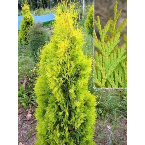 Thuja occidentalis 'Malonyana Aurea'