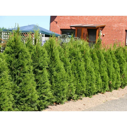 Thuja occidentalis 'Smaragd'