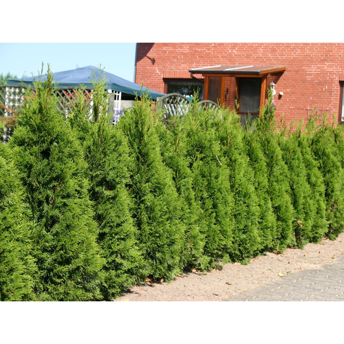 Thuja occidentalis 'Smaragd'