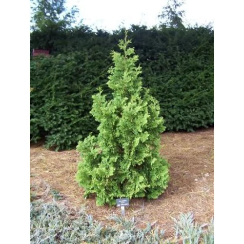 Thuja occidentalis 'Spiralis Mini'