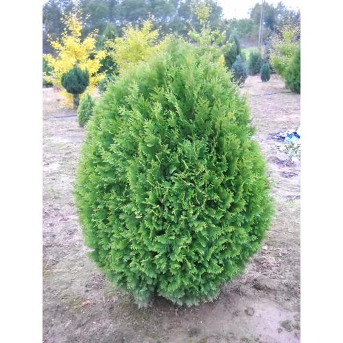 Thuja occidentalis 'Szent Erzsébet'