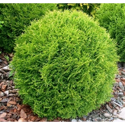 Thuja occidentalis 'Tiny Tim'