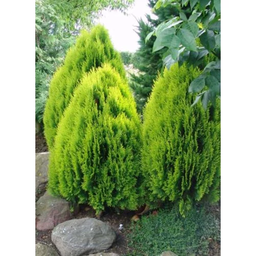 Thuja orientalis 'Aurea Nana'