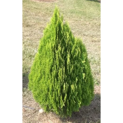 Thuja orientalis 'Berkmannii'