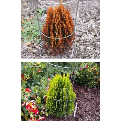 Thuja orientalis 'Morgan'