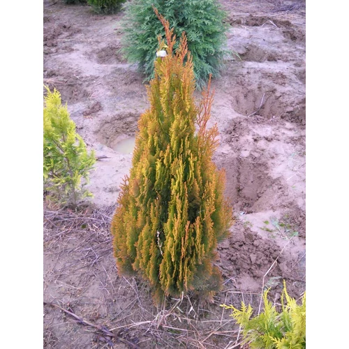 Thuja orientalis 'Paprika'