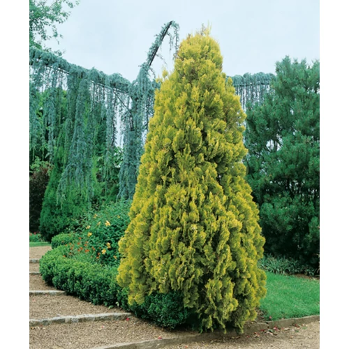 Thuja orientalis 'Pyramidalis Aurea'