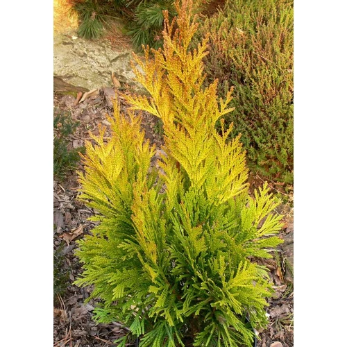 Tuja óriás arany - Thuja plicata 'Forever Goldy' 40/60cm K20l