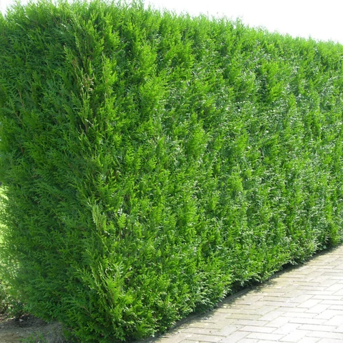Thuja plicata 'Atrovirens'