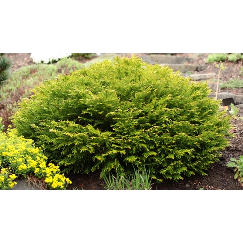 Thujopsis dolabrata 'Nana'