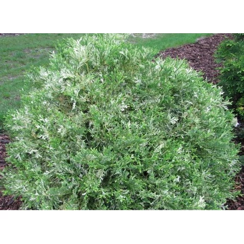 Hibatuja japán tarkalevelű - Thujopsis dolabrata 'Variegata' 40/60cm FL