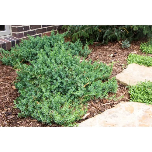 Juniperus conferta 'Blue Pacific'
